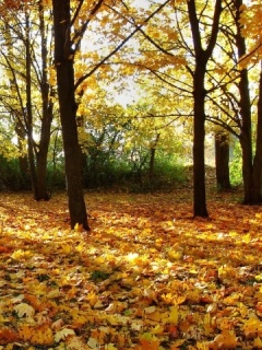 Осенний парк. Самые красивые обои.