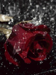 Роза под дождем. Фоновые картинки.
