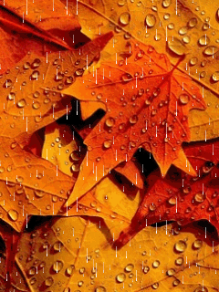 Золотая листва под дождем. Скачать фоновые картинки на телефон.