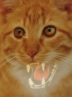 Ласковый котик - грозный тигр. Скачать картинки на телефон самсунг галакси.