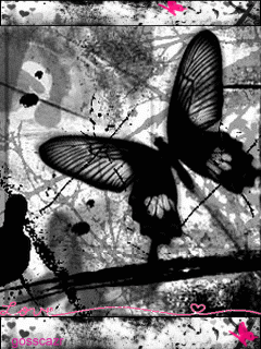 Экзотические бабочки. Милые картинки на заставку телефона.
