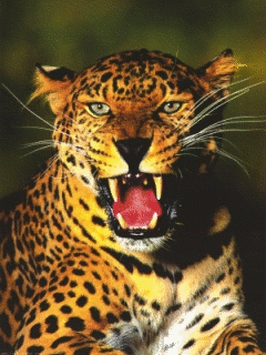 Леопарды, Ягуары. Фон на заставку телефона.
