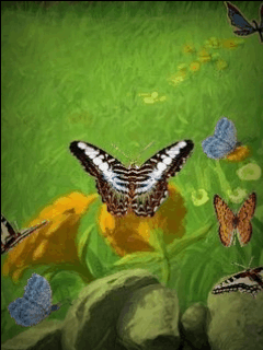 Бабочка красавица. Анимационные заставки на телефон 240х320 скачать бесплатно.