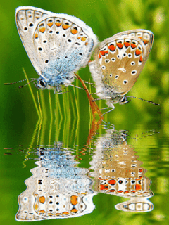 Удивительные бабочки. Картинки на телефон движущиеся блестящие.